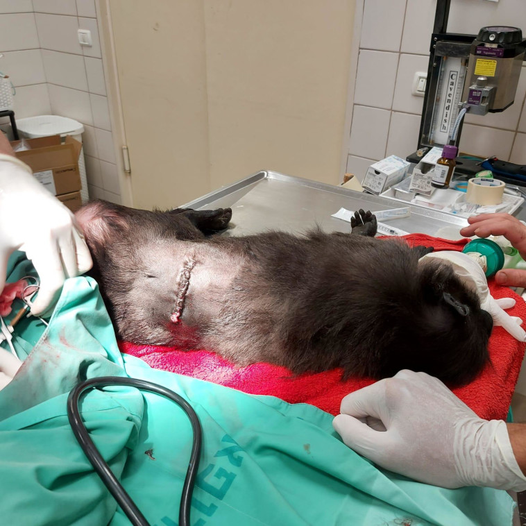 נול הקופה שנפגעה מרסיס