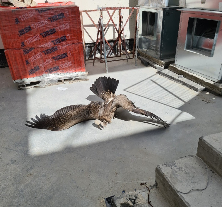 הנשר בקומה ה-43 בבניין בתל אביב