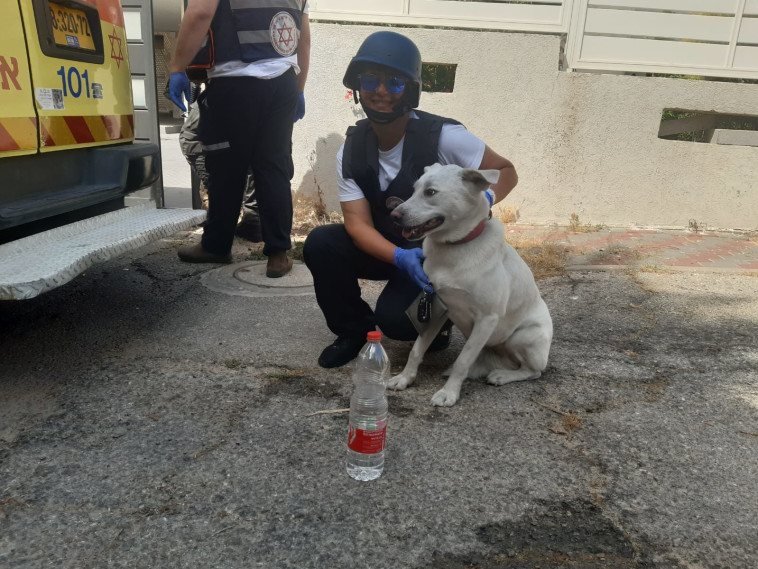 צוותי מד''א מעניקים טיפול לכלב בזירת נפילה באשקלון