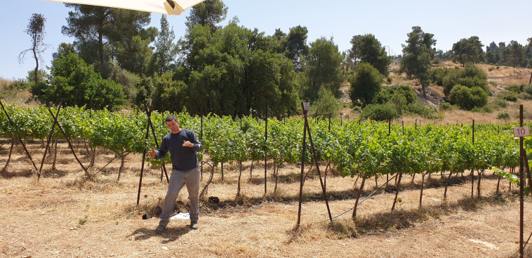יקב קסטל - כרמים בהרי יהודה 