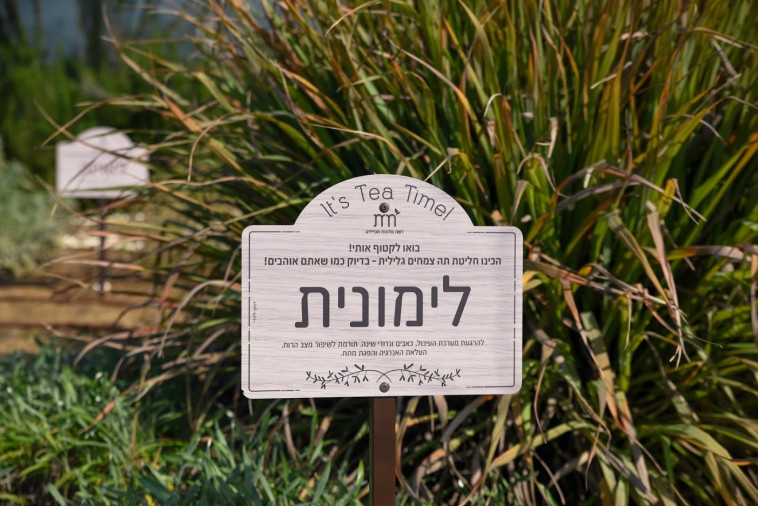 לימונית (צילום: גלית רוזן)