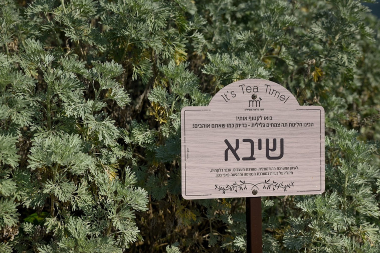 שיבא (צילום: גלית רוזן)