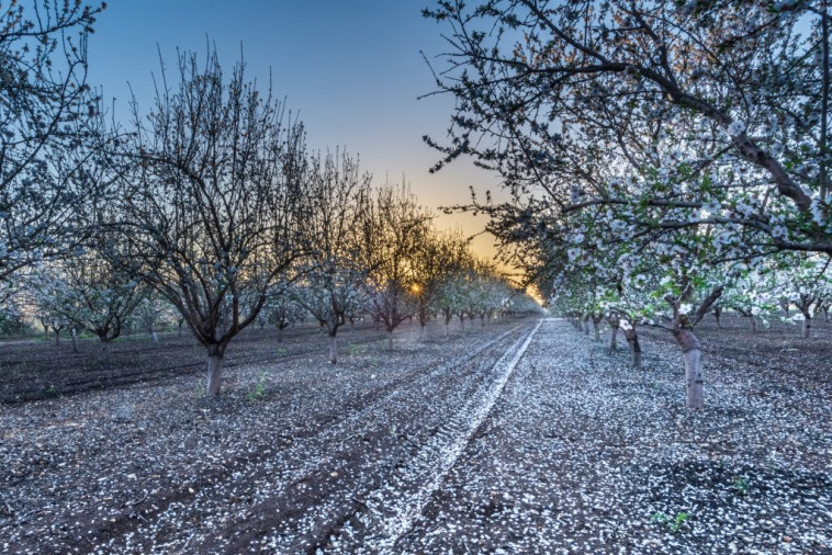 ''קסם השקדיות'' שצולמה בהושעיה