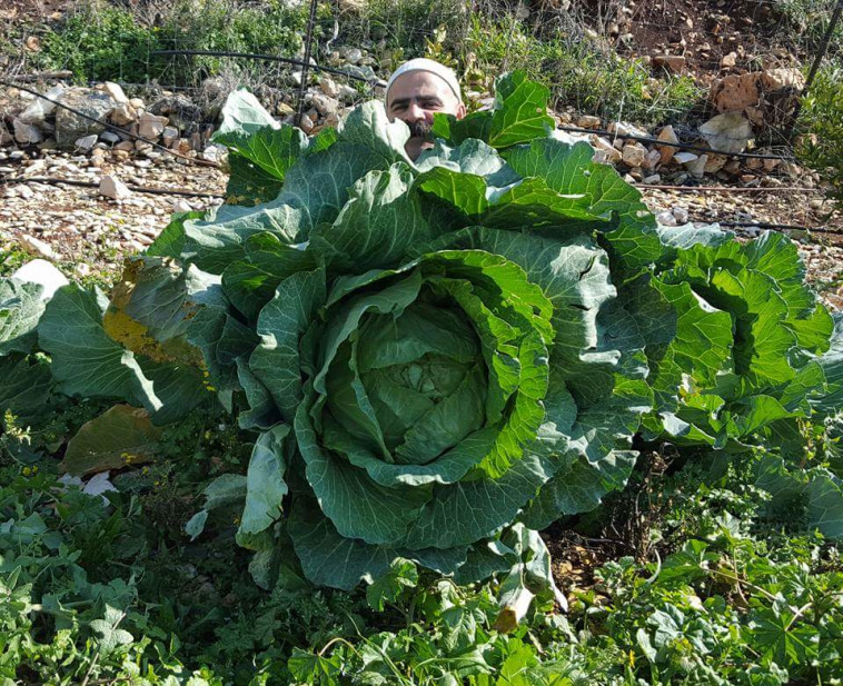 ''כרוב אל ספא'' שצולם בסמיע 