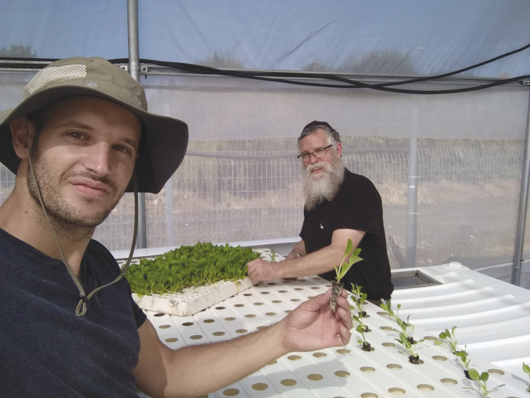 חקלאות הידרופונית