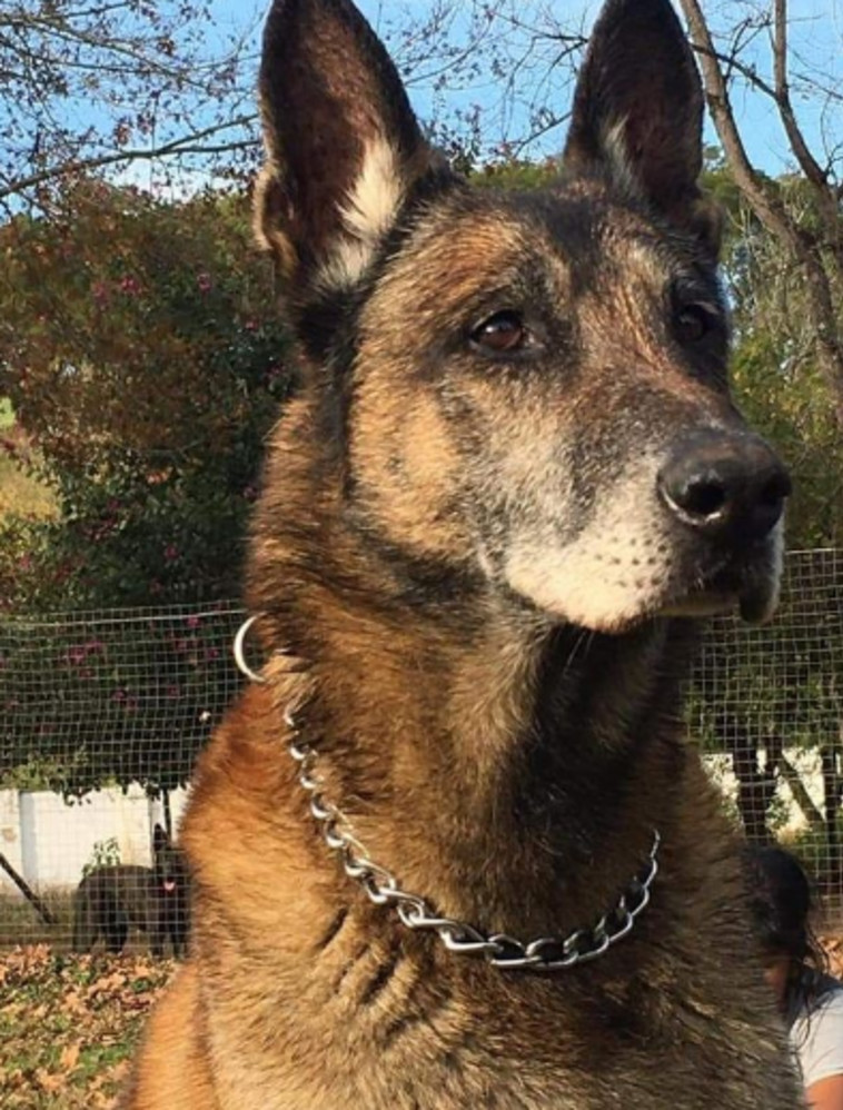 הרועה הגרמני, סימבה, שנורה למוות