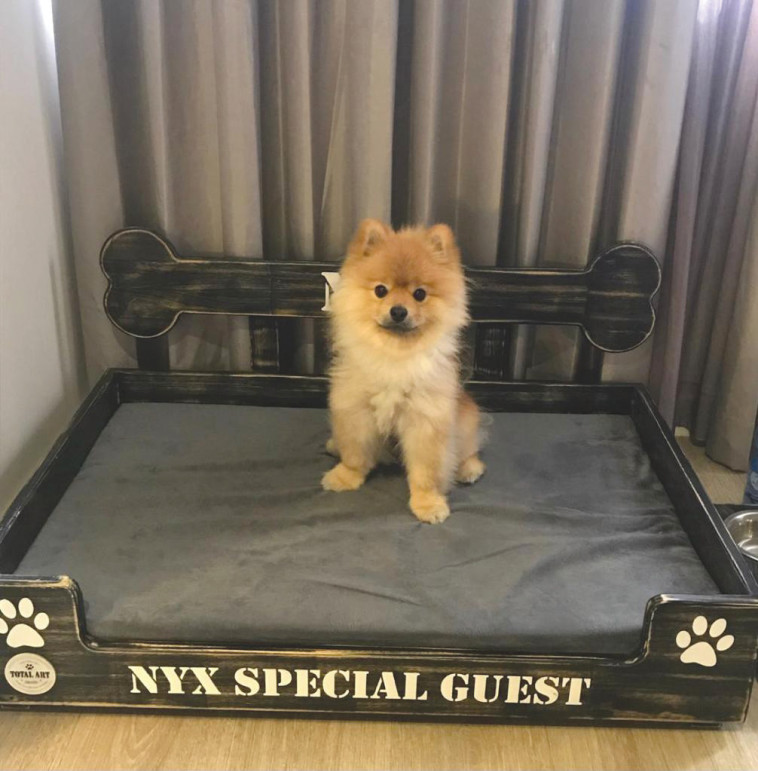 כלב מתארח בניקס