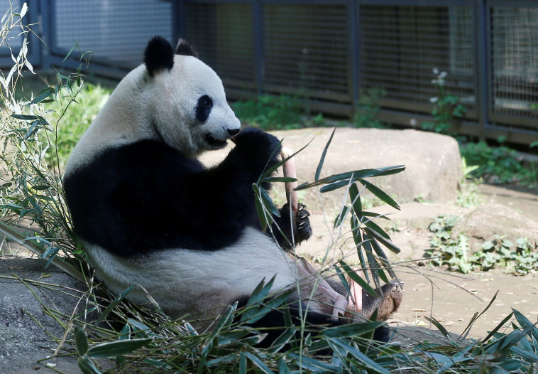 דוב פנדה ענק (צילום: רויטרס)