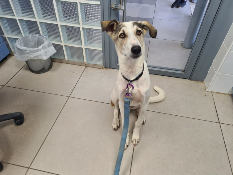 הנרי, אחד הכלבים שננטשו השבוע בצער בעלי חיים