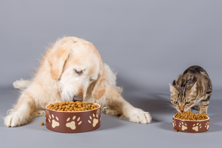 מזון לכלבים וחתולים (צילום: אינג אימג')