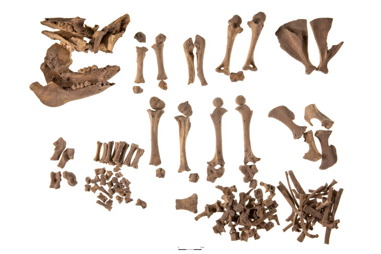 עצמות החזיר במעבדת האוניברסיטה (צילום: סשה פליט, המכון לארכיאולוגיה ע''ש סוניה ומרקו נדלר באוניברסיטת תל אביב)