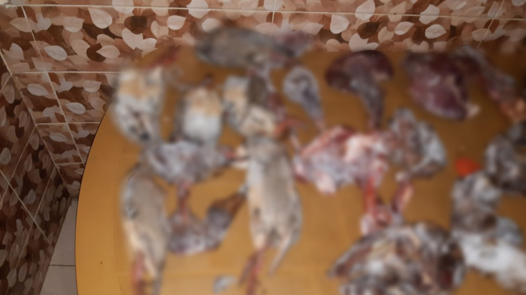 חתיכות בשר מבותר של צבי ישראלי וחוגלות שנתפסו ביום המעצר של הנאשם