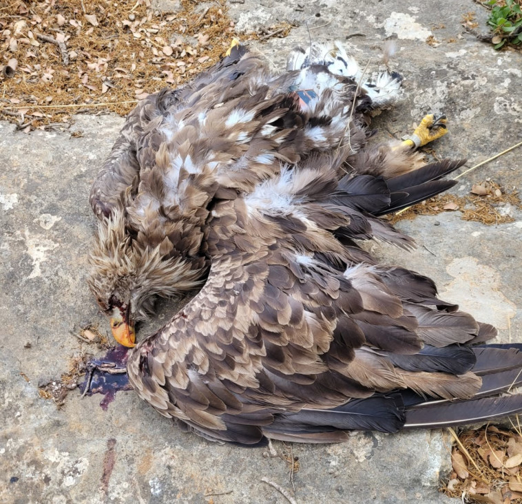 פגר של עיטם