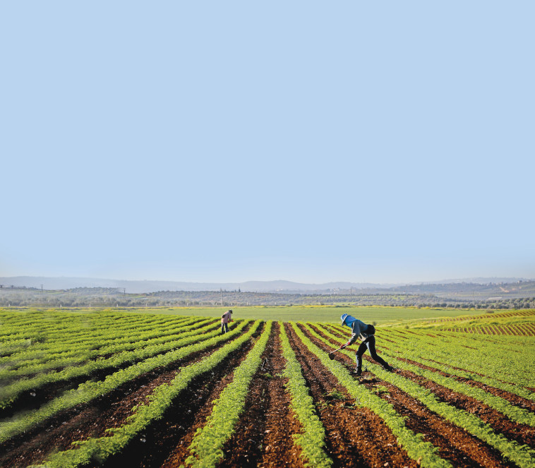 חקלאים בעמק האלה