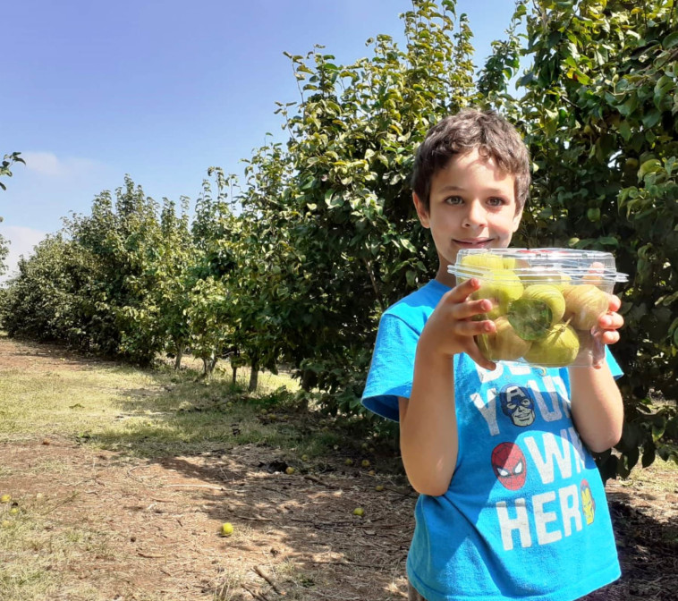 קטיף אגס אסיאני בעין זיוון (צילום: תיירות עין זיוון)