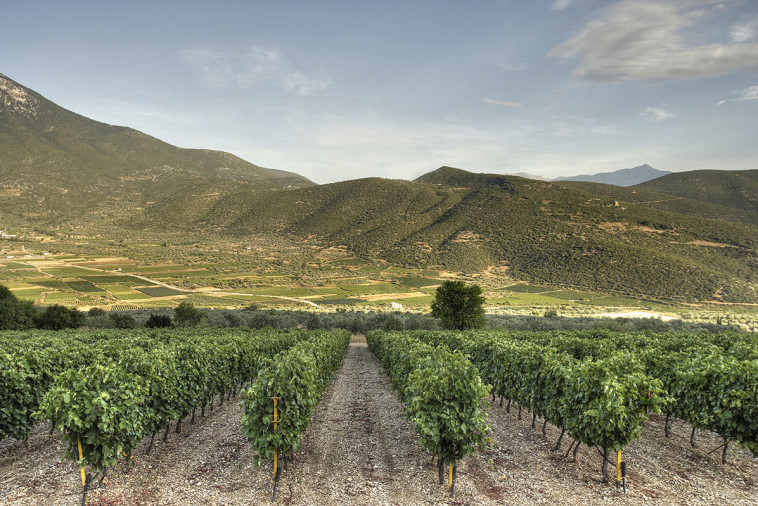 יקב סקורס היווני