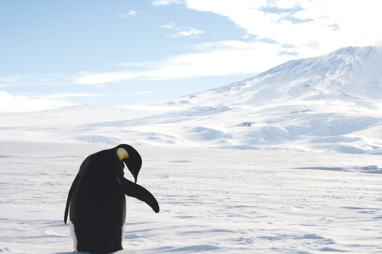הפינגווינים באנטרקטיקה בסכנה (צילום: רויטרס)