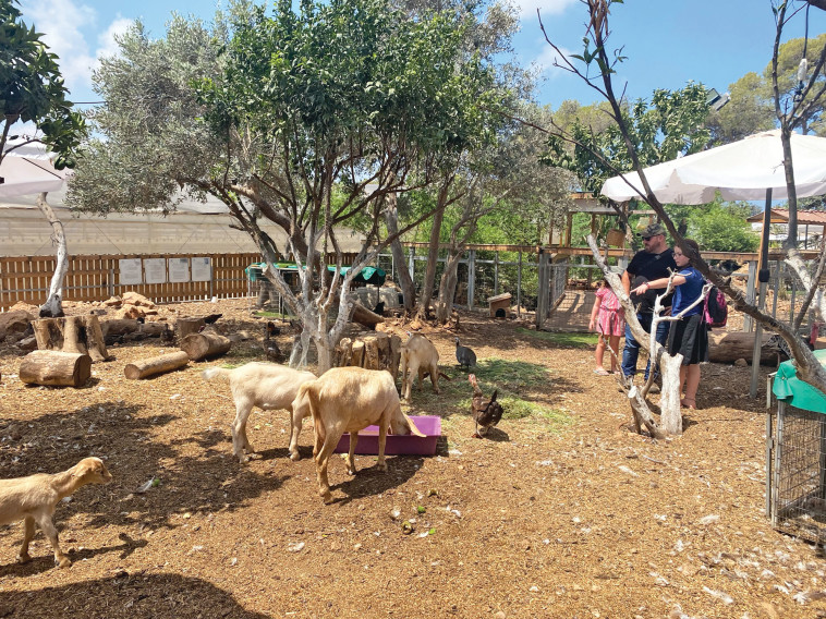 חיות בחוות הנדיב (צילום: מיטל שרעבי)