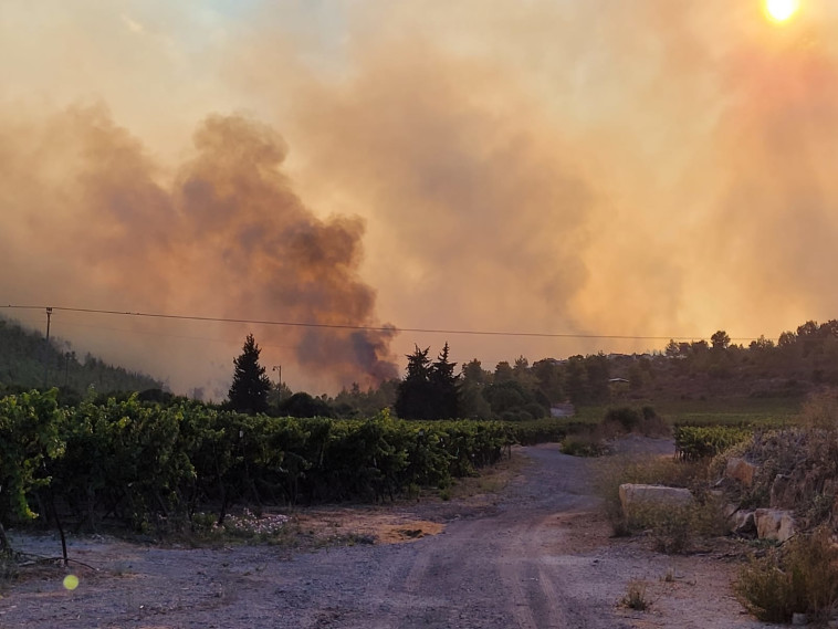 השריפה והעשן בהרי ירושלים (צילום: בוריס קריפק רשות הטבע והגנים)
