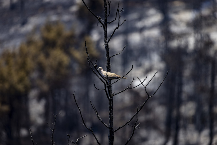 ציפור על אחד העצים שנשרפו בירושלים (צילום: אוליבייר פיטוסי, פלאש 90)