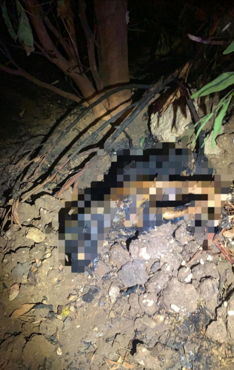 גופתו של הכלב 