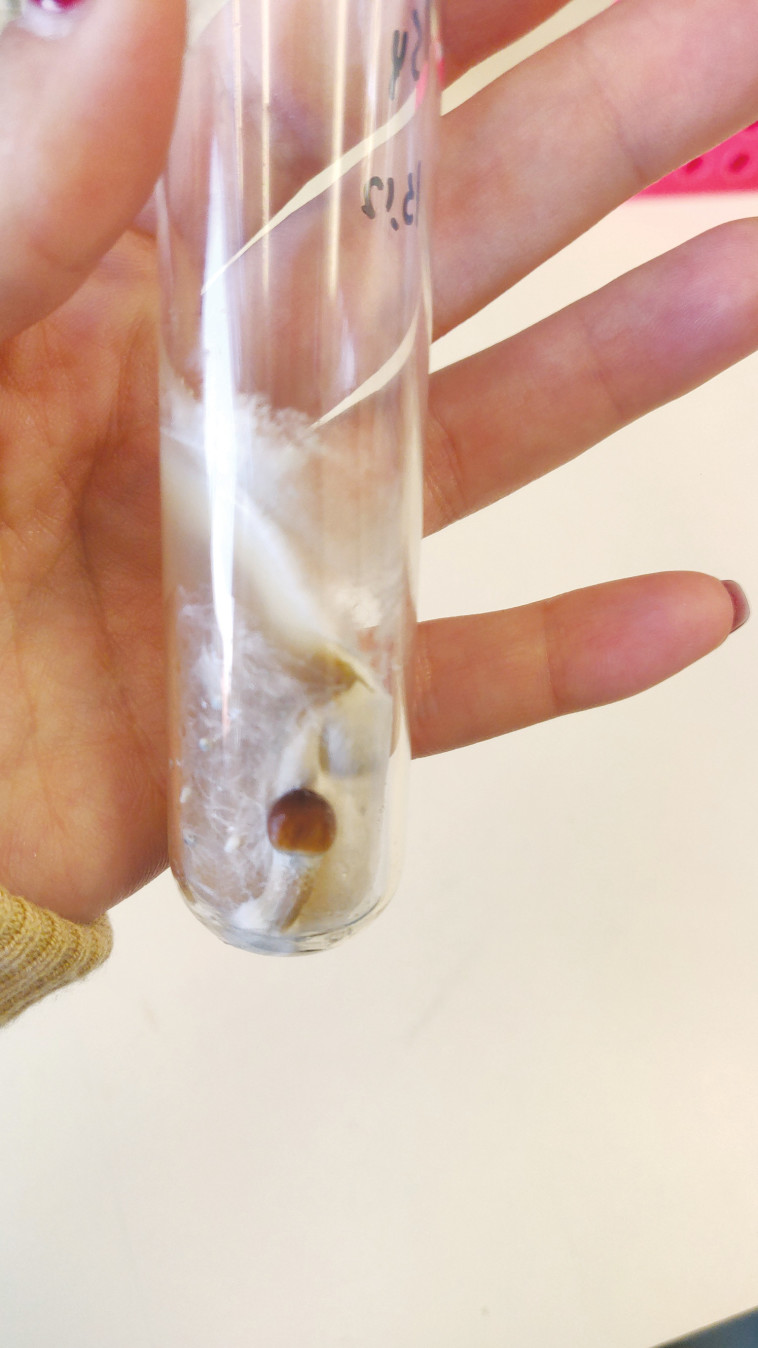 מגדלים פטריות