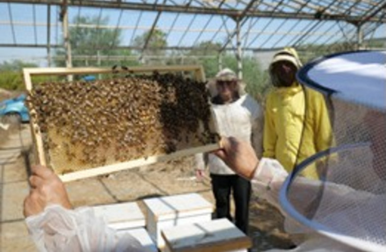 חלת הדבש שהוציא הדבוראי רוני שולמן (צילום: המוסד לבטיחות ולגיהות)