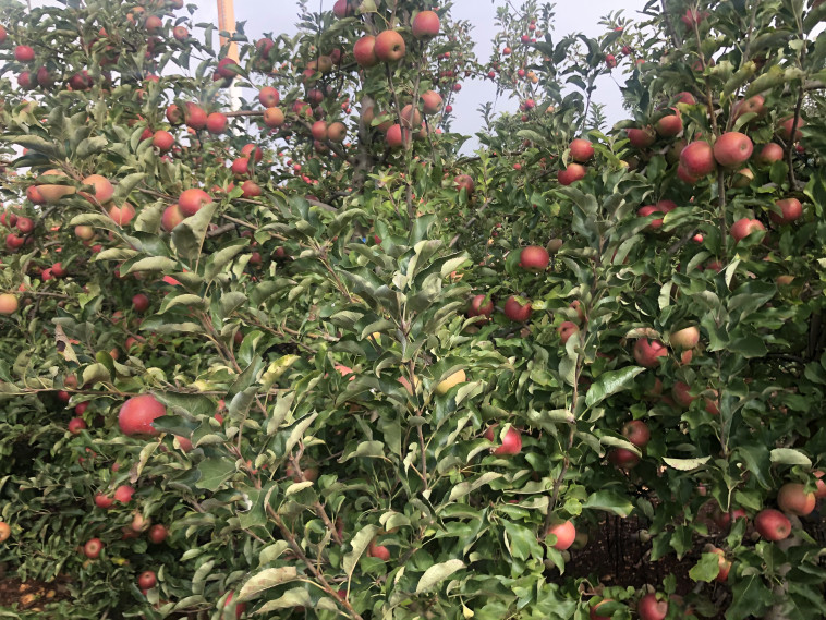 מטע תפוחים