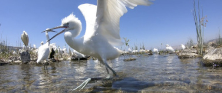 מתוך הסרט ''ים של חיים''