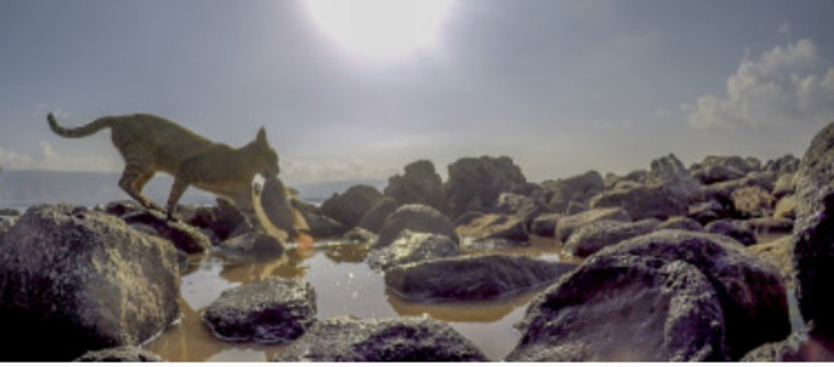 מתוך הסרט ''ים של חיים''