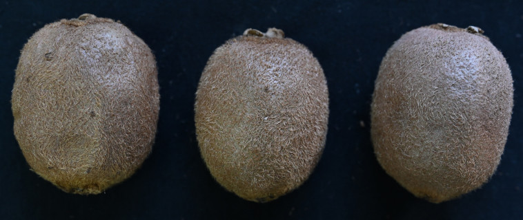 מצבי ההבשלה השונים של הקיווי - מבט מבחוץ