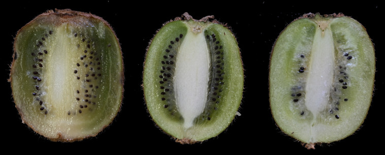 מצבי ההבשלה השונים של הקיווי - מבט מבפנים