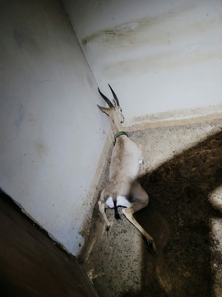 גילוי הצבי בידי הכוחות