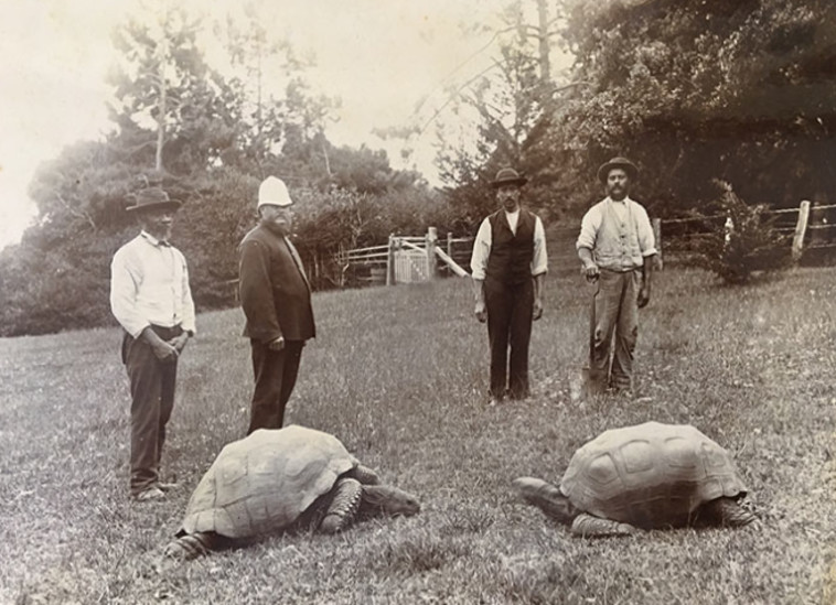 הצב ג'ונתן בין השנים 1882-1886