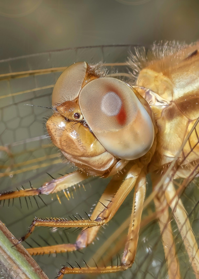מתוך תערוכת החיים מחוץ לזום