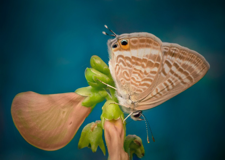 מתוך תערוכת החיים מחוץ לזום