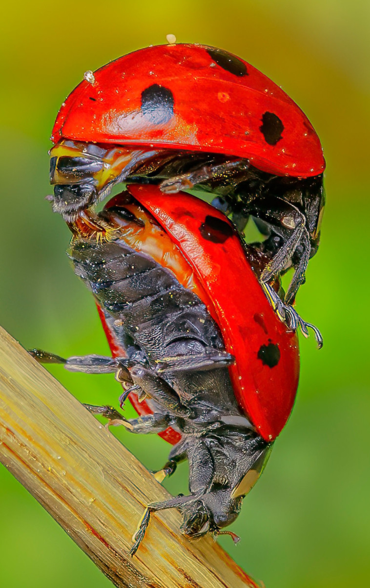 מתוך תערוכת החיים מחוץ לזום