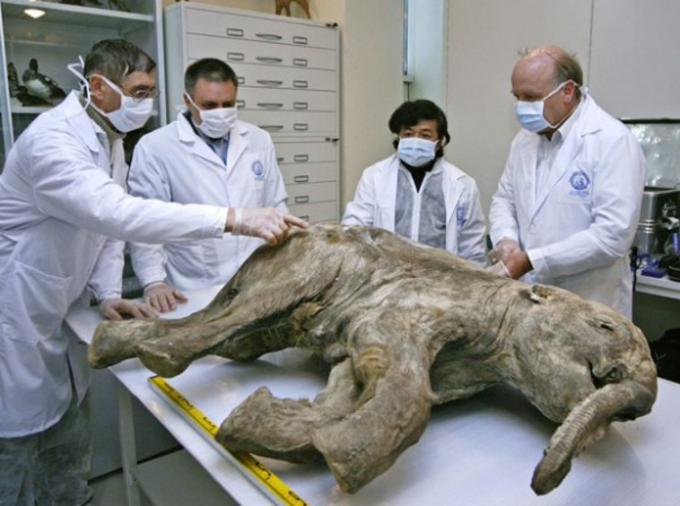 הנדסה גנטית של פיל אסיאתי שישולב עם ממותה