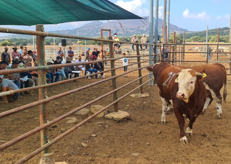 המכירה הפומבית השנתית של עגלי הרבעה