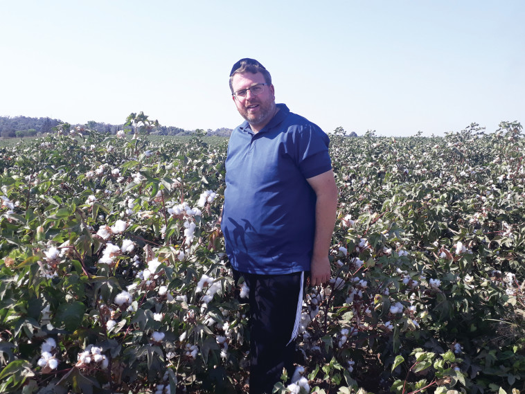 שלומי הרשקוביץ, מגדל כותנה