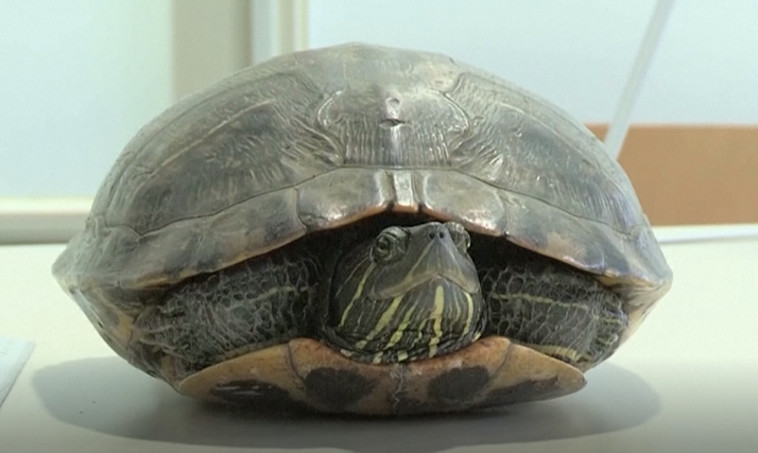 צב קטן עיכב שדה תעופה שלם