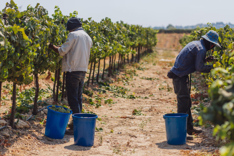 יקב ברבדו בפסטיבל גזר
