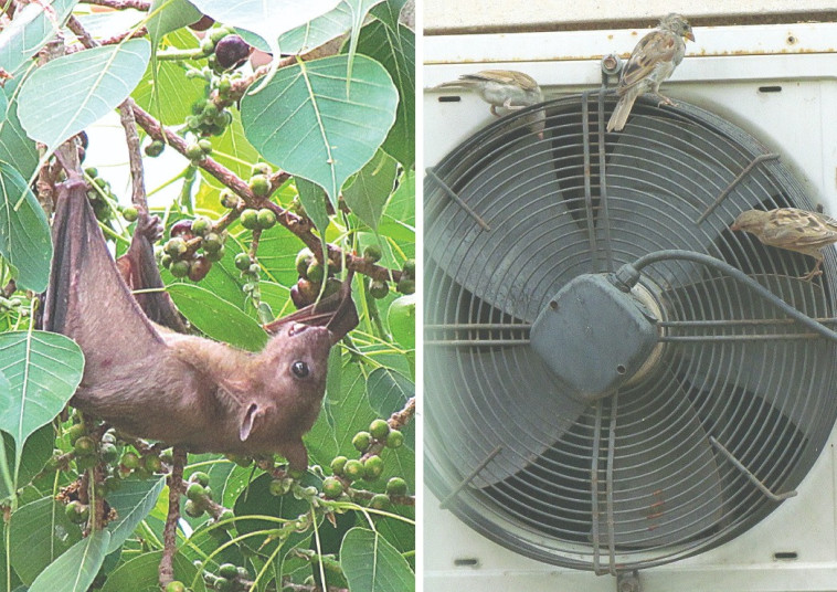 דרורים ועטלף פירות
