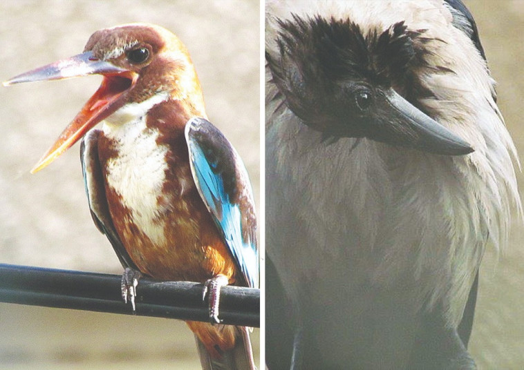 עורב אפור ושלדג לבן חזה