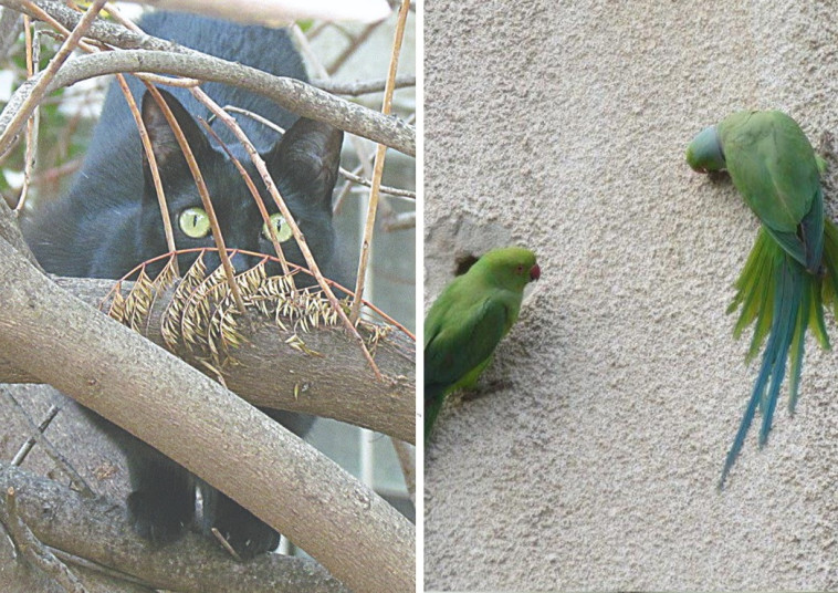 דררות וחתול 