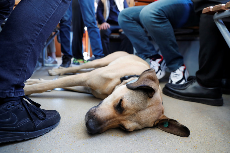עלילות בוג'י בטורקיה