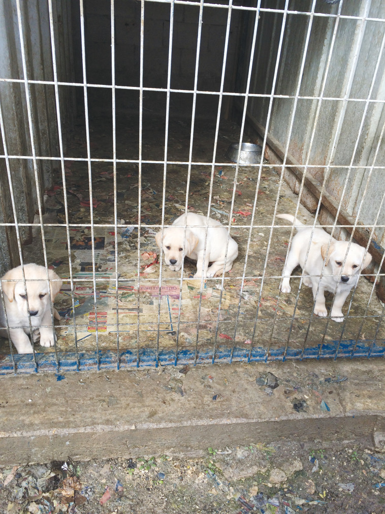 כלבים לפינוי