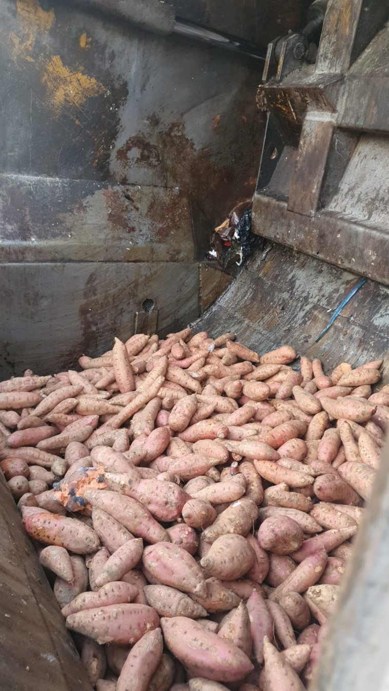 מלאי הבטטות שנתפס 