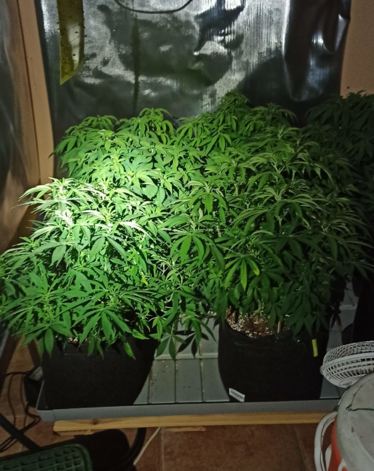 הצמחים שנתפסו בפשיטת המשטרה