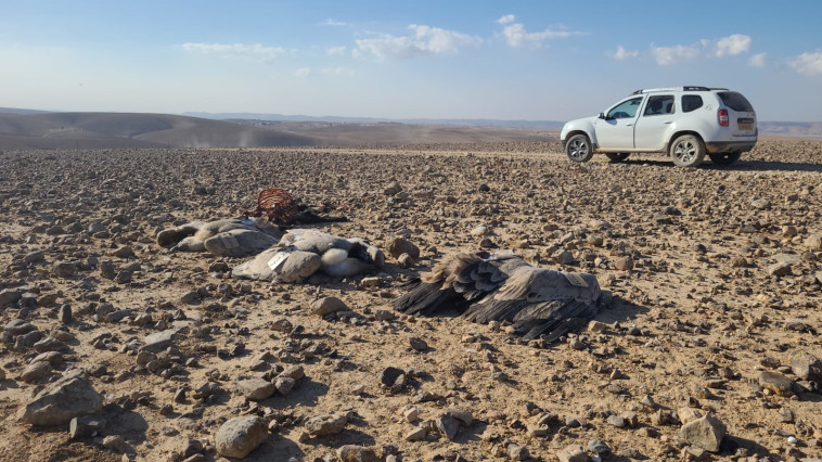 נשרים שמתו מהרעלה בנגב